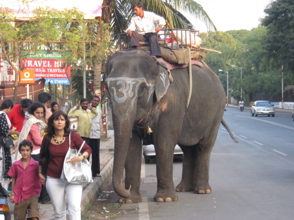 Elephant rides on the street