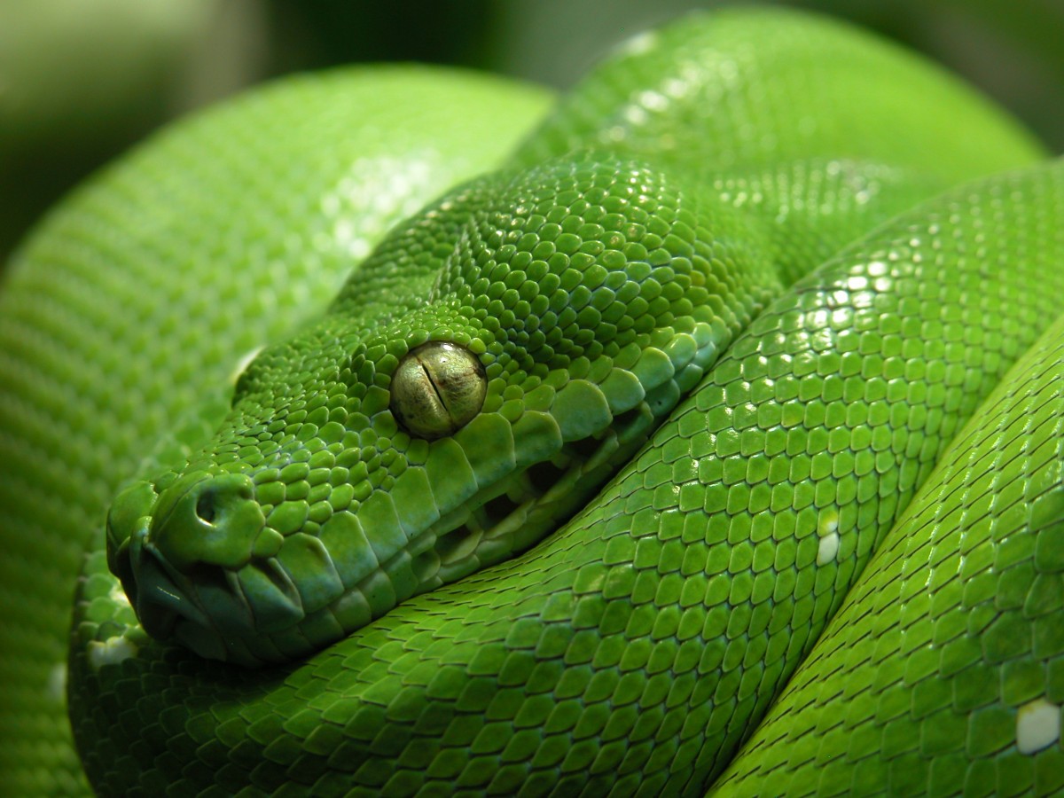 Wildlife Woes—What to Do When Snakes Visit