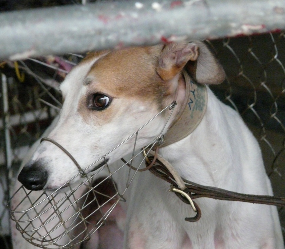 Save Greyhounds From Horrific Racing Industry