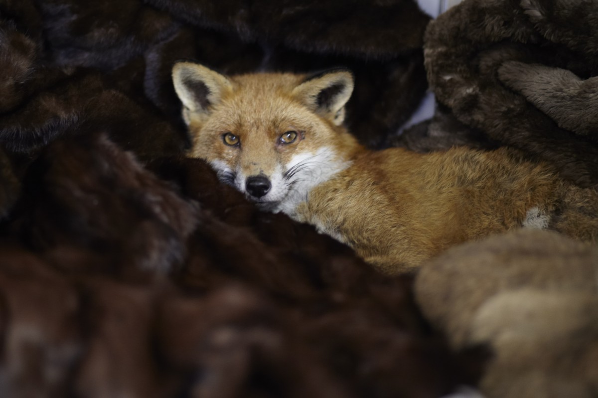 Cuteness Overload! Foxes Find Comfort in Donated Furs