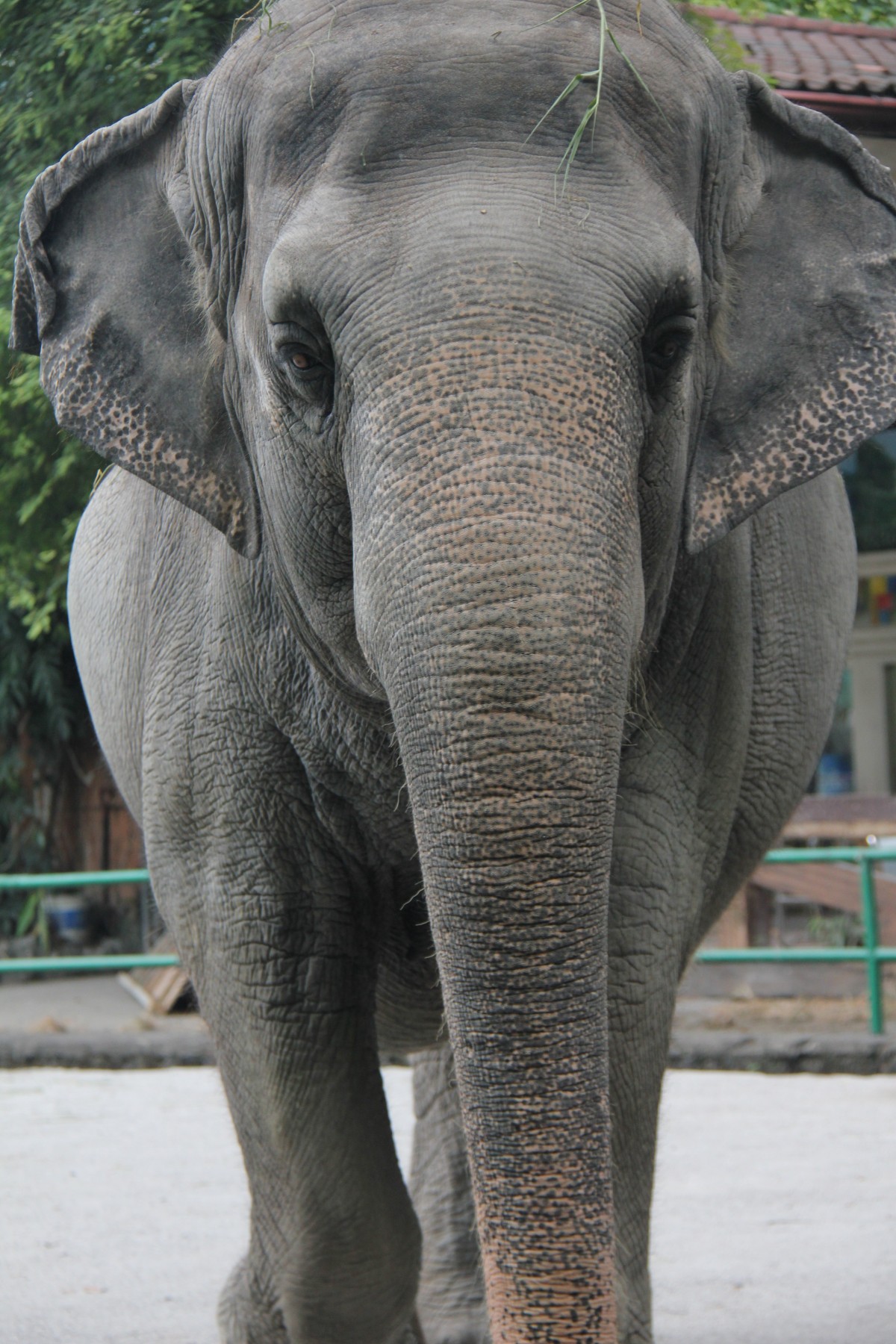 Mali at the Manila Zoo