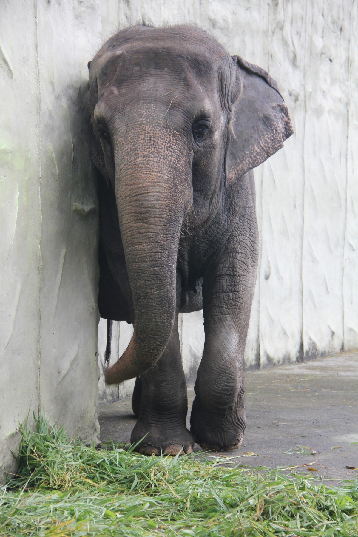 Book Review: ‘When Elephants Weep: The Emotional Lives of Animals’