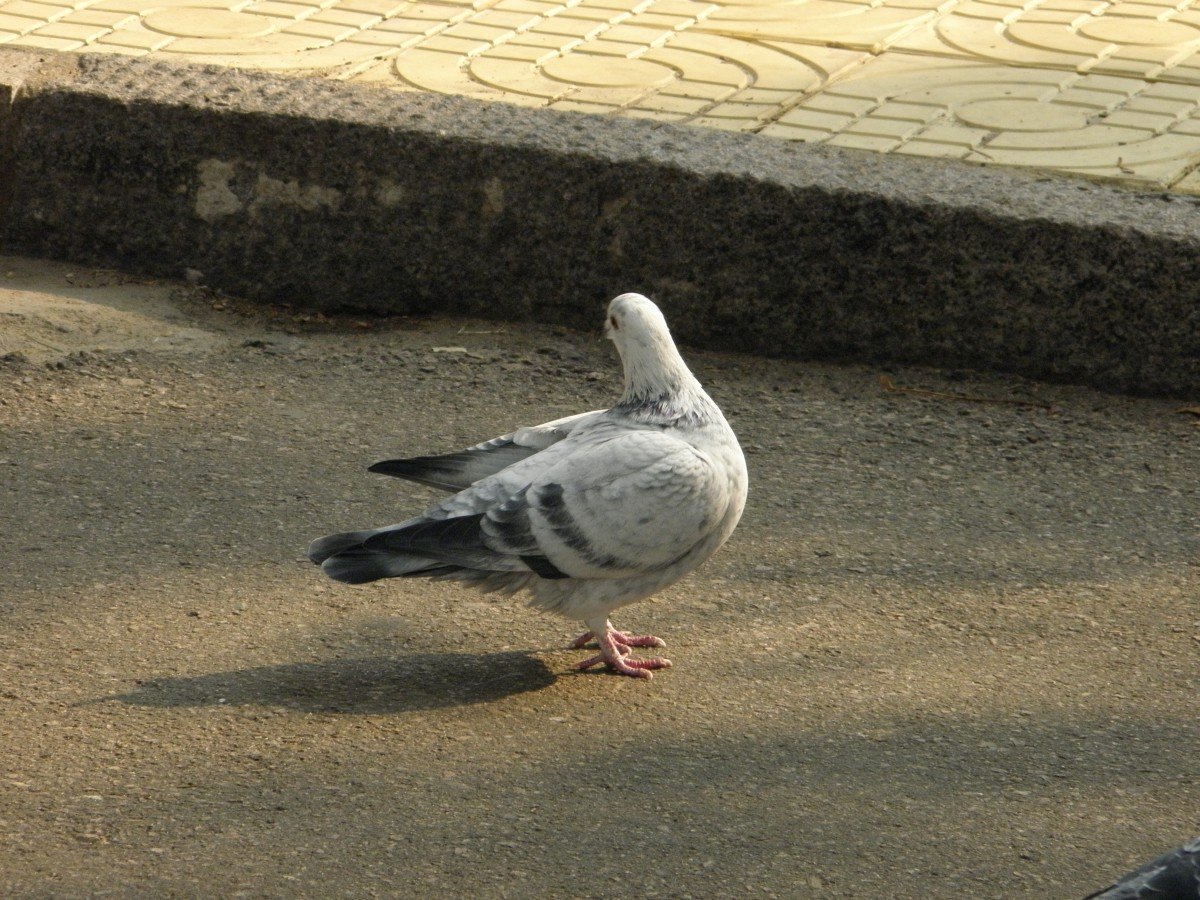 Pigeon racing