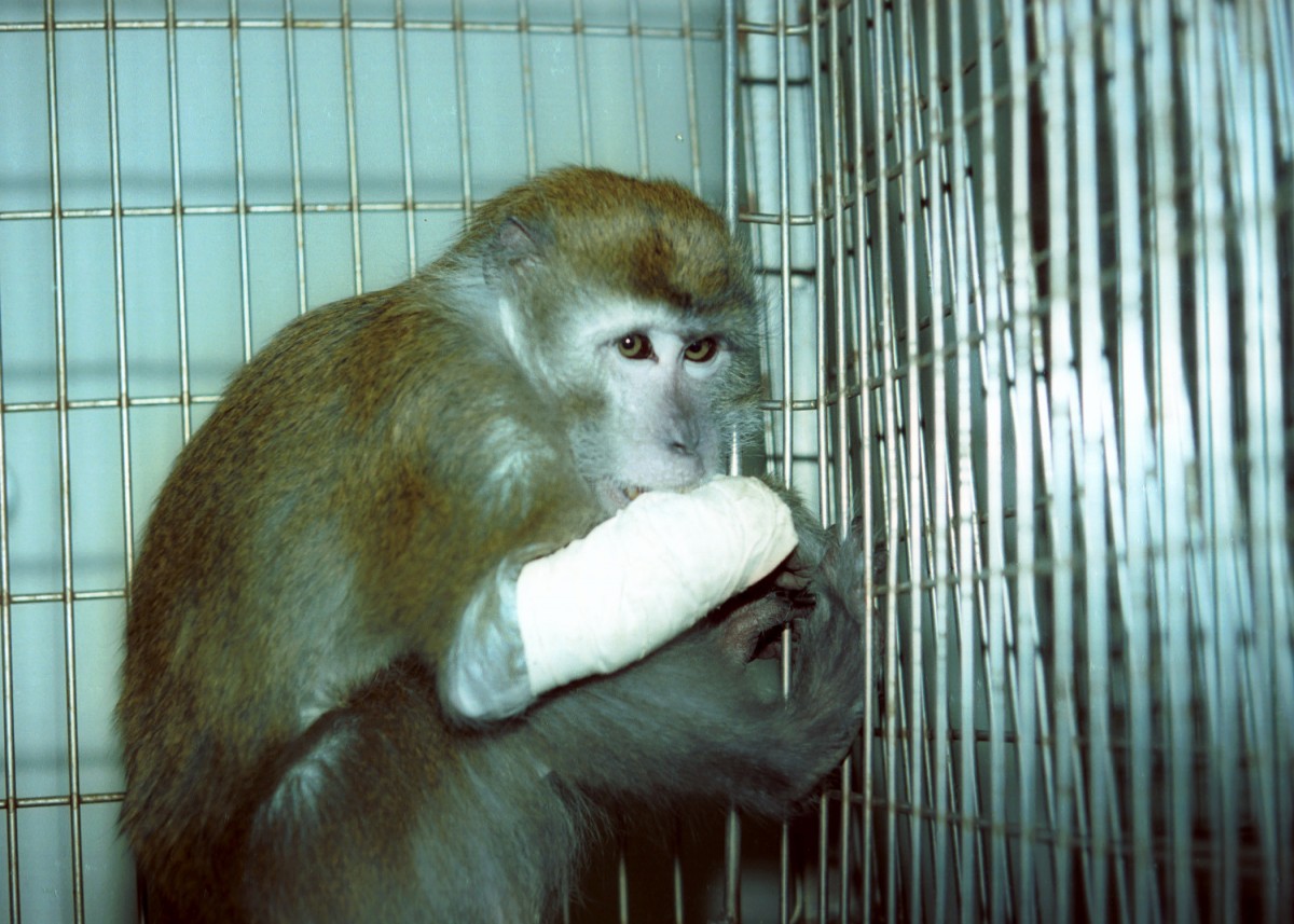 Monkeys Spared Use in Painful Experiments