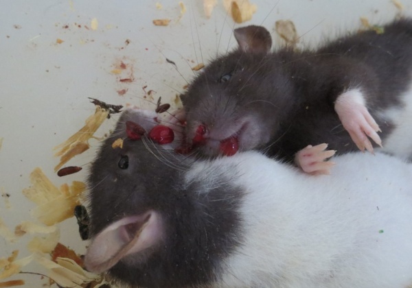 Investigation Reveals Hell on Earth for Animals