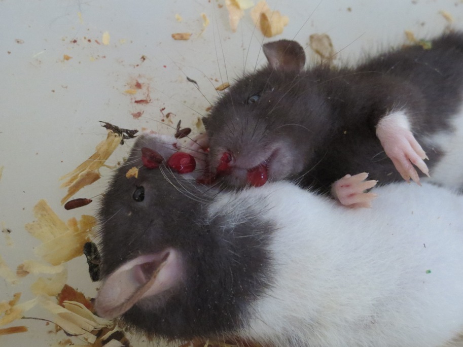 Rats killed by GCB's manager