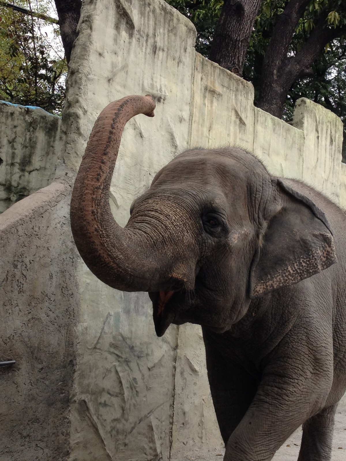 Mali elephant Manila Zoo