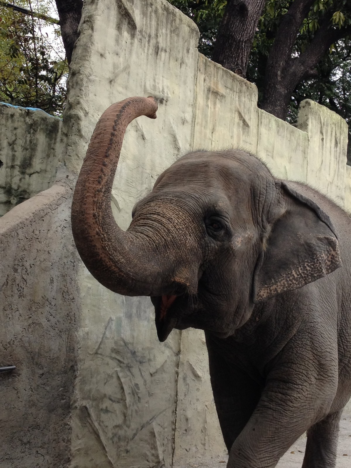 World-Renowned Elephant Rehabilitator Calls for Mali’s Transfer