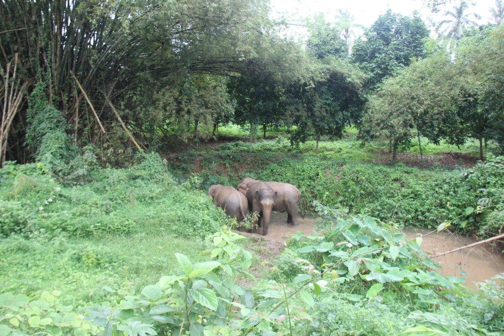 elephants at sanctuary