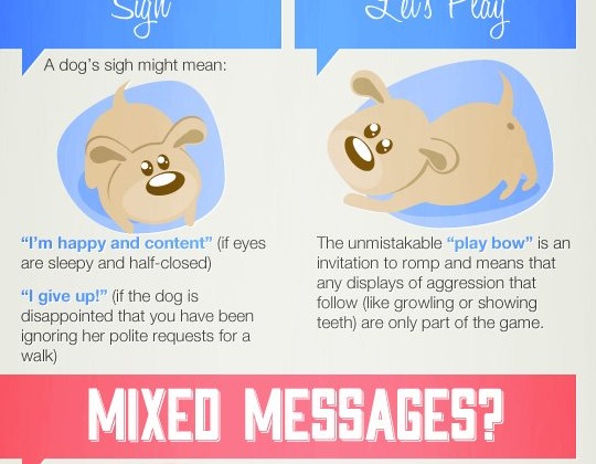 What Is Your Animal Companion Saying?