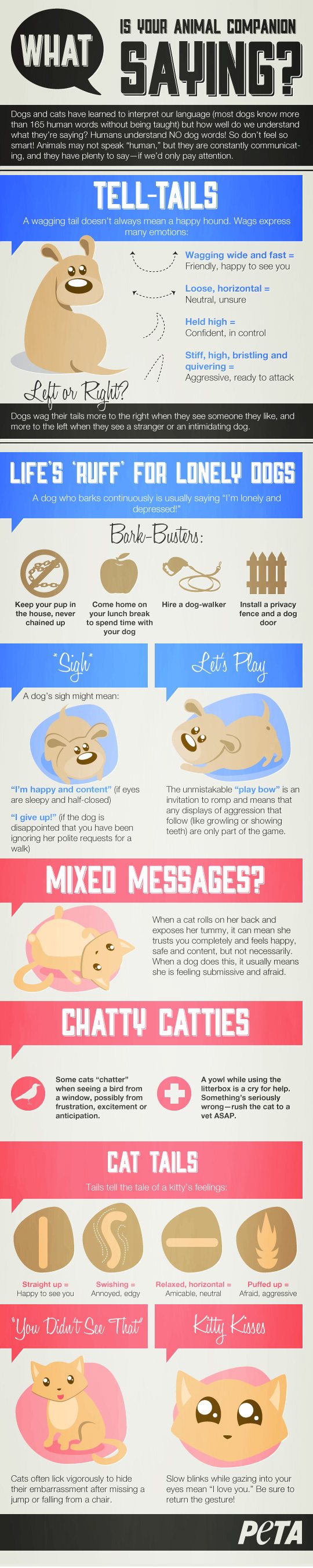cat and dog communication infographic