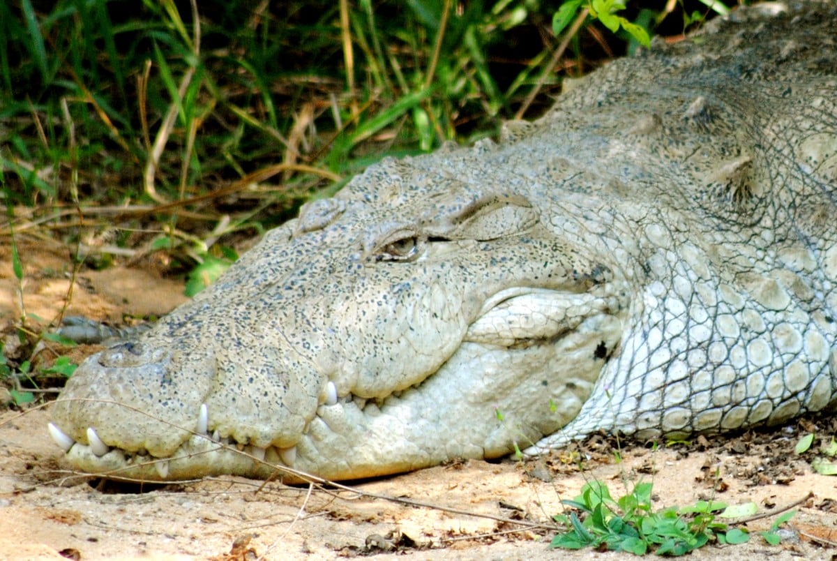 Crocodile