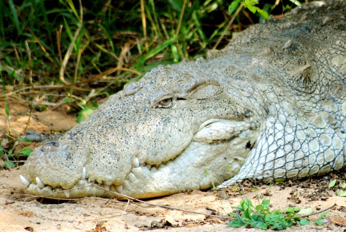 Lolong’s Death Is a Warning: End Captivity