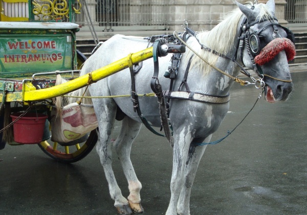Tweet @Grabph to Ask It to Stop Offering Horse-Drawn Carriage Rides!