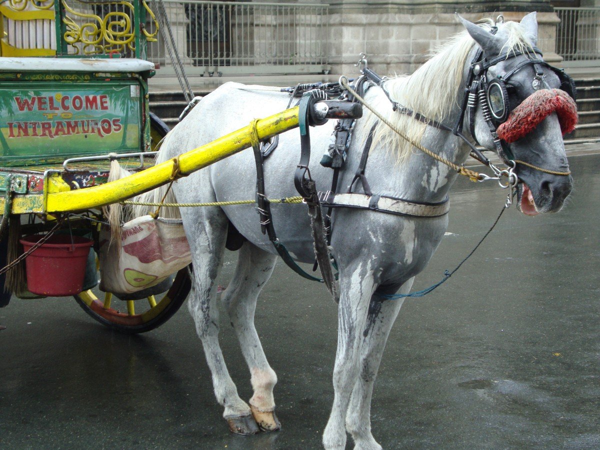 Horse-drawn carriage Manila