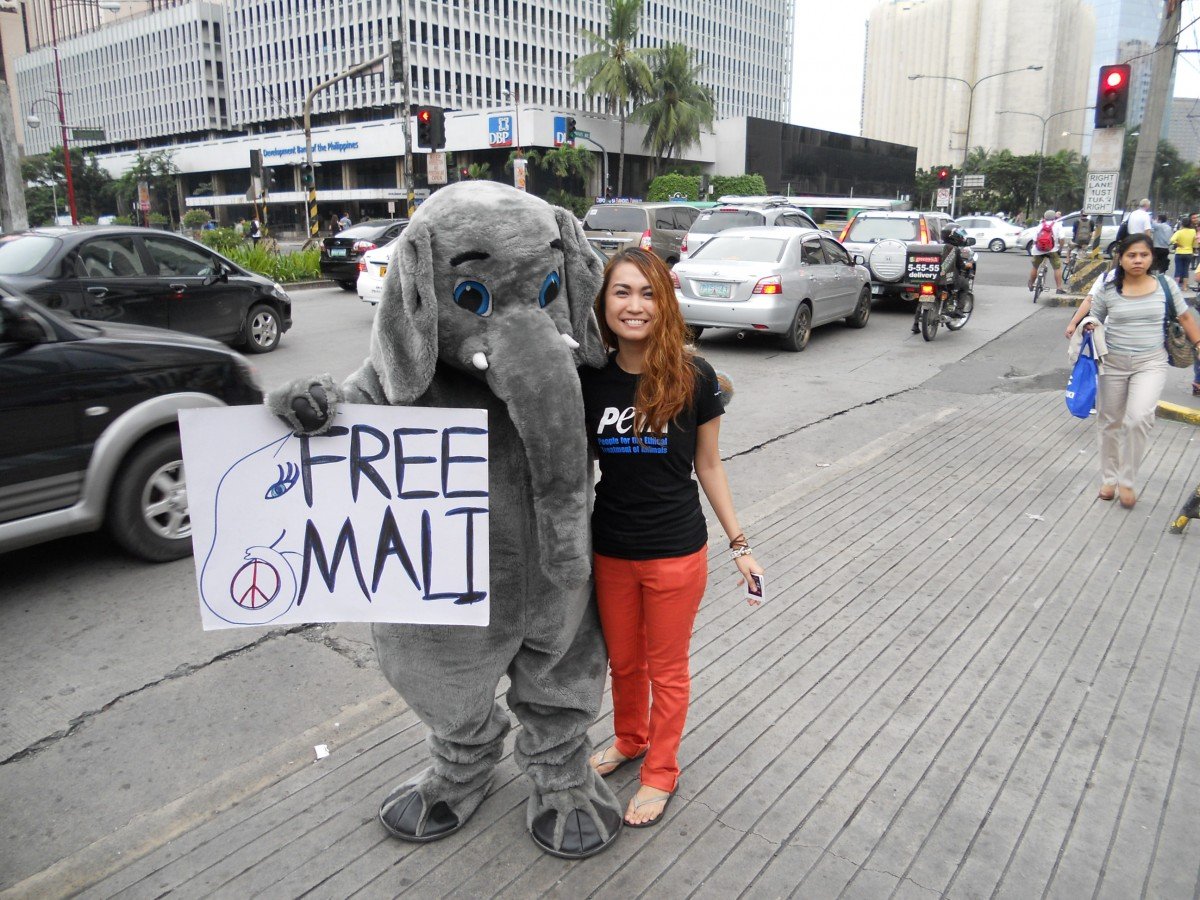 Mali the elephant leafleting 