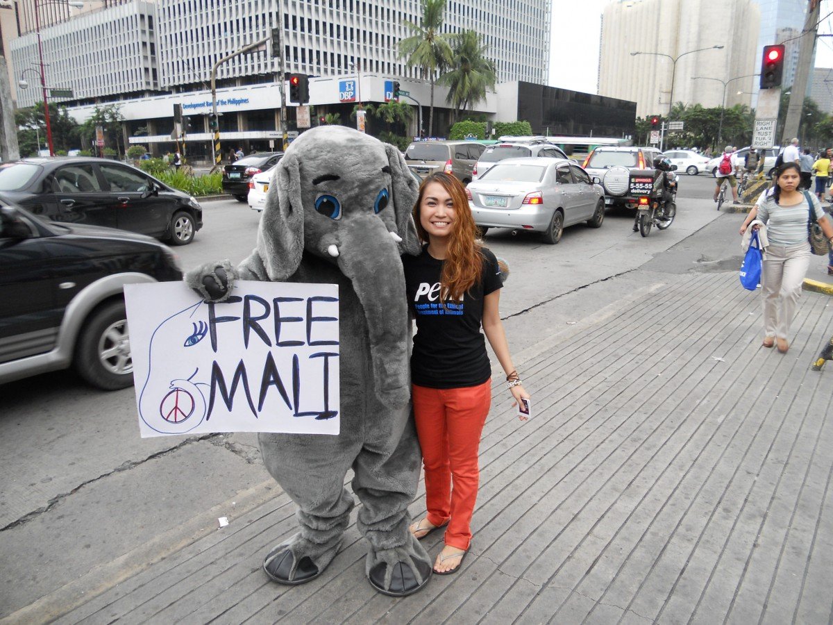 Mali the elephant leafleting 