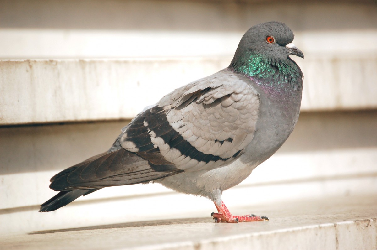 Pigeon