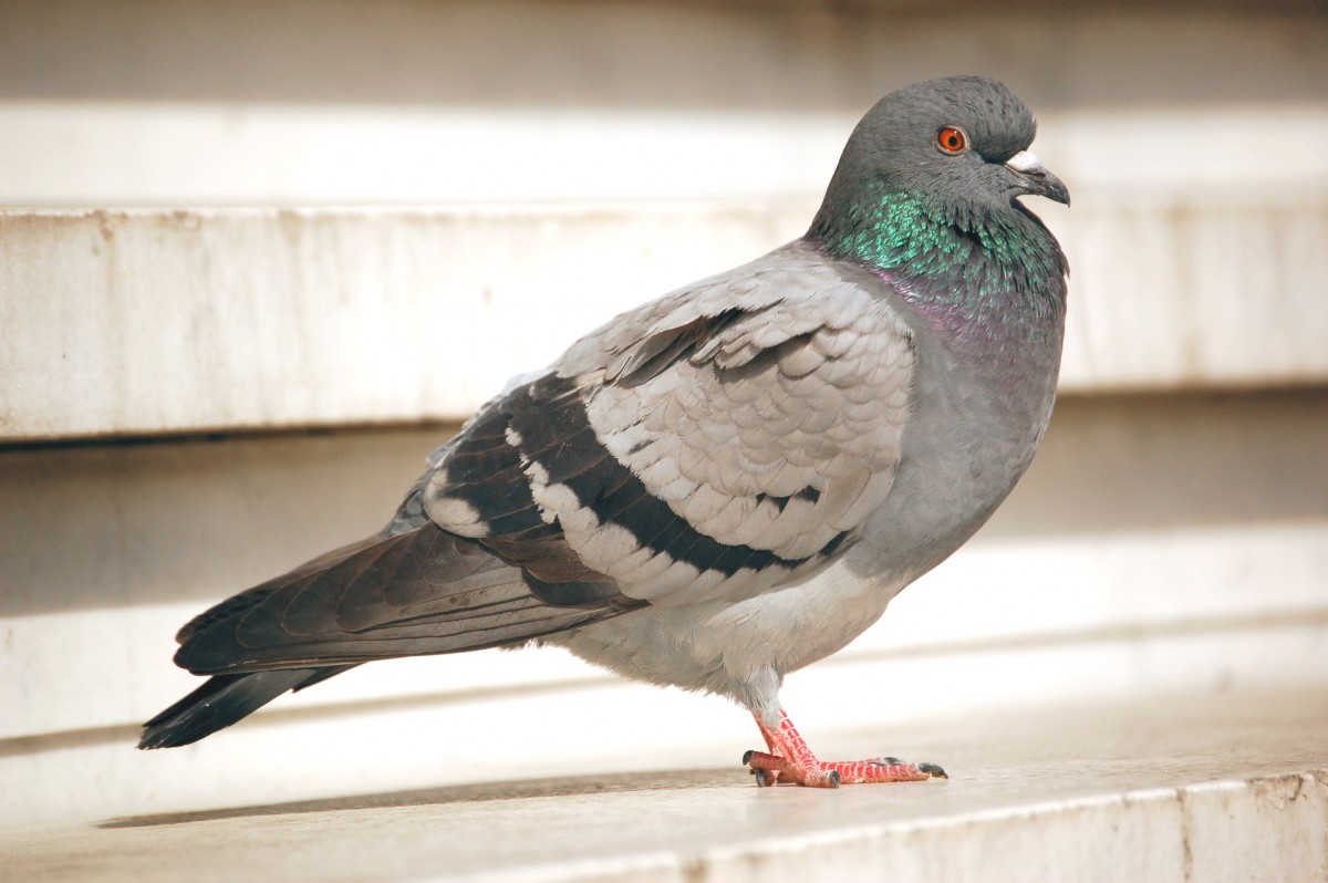 5 Things You Didn’t Know About Pigeons