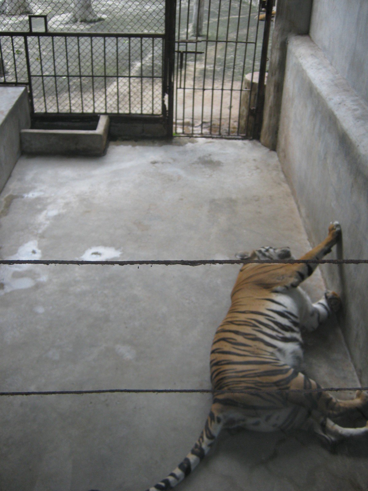 Tiger in zoo