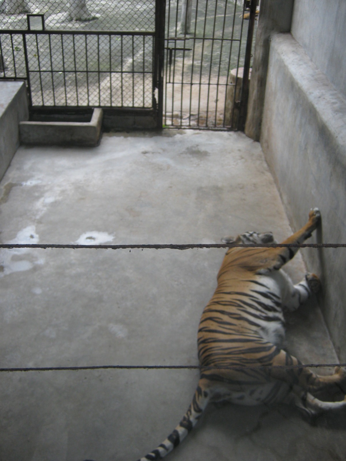 Critically Endangered Sumatran Tiger Dead at Surabaya Zoo