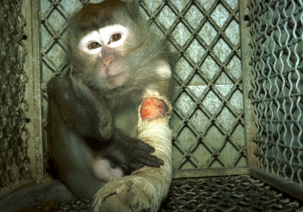 Philippine Airlines Caught Lying About Cruel Monkey Transport