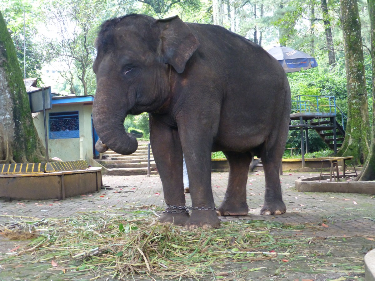 Bandung Zoo elephant