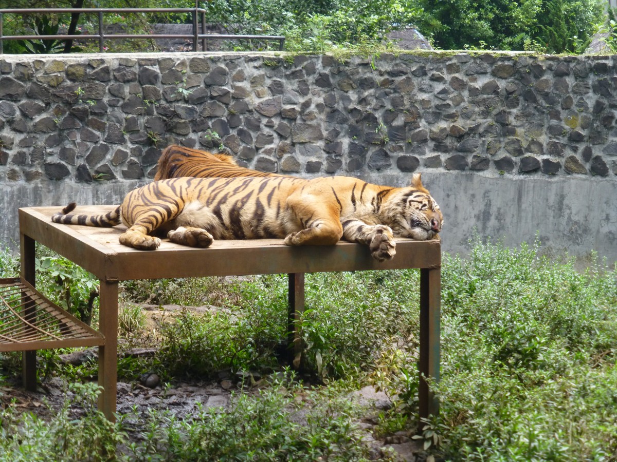 Bandung Zoo tiger