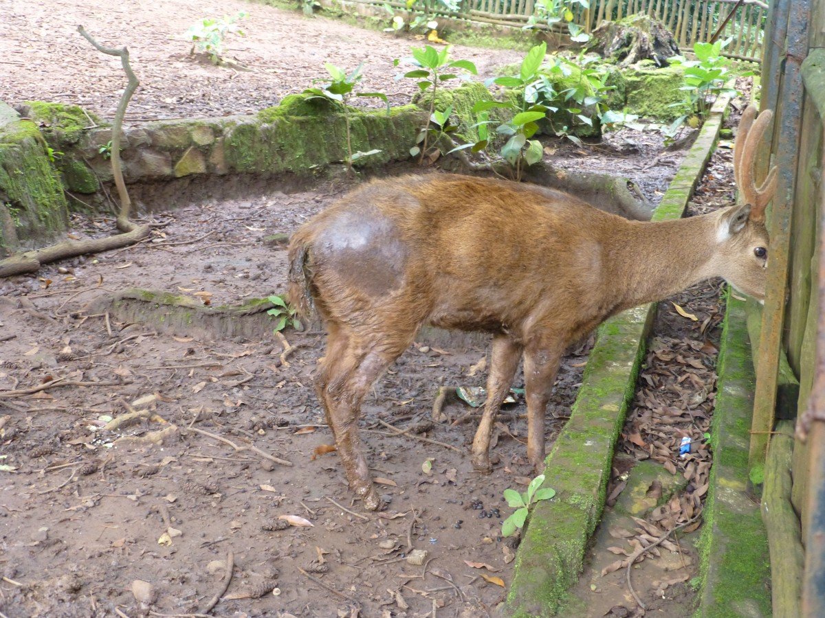 Bandung Zoo deer