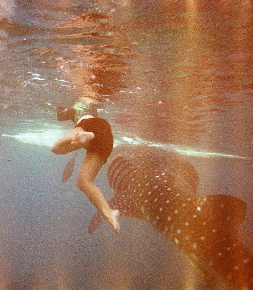 Swimming with whale shark