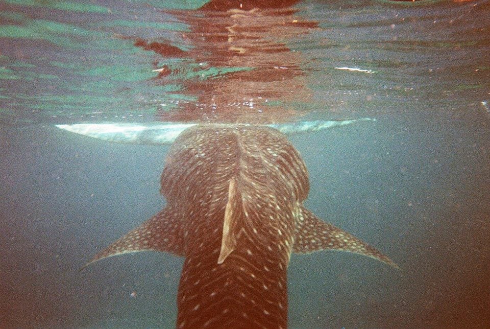 whale shark in Oslob