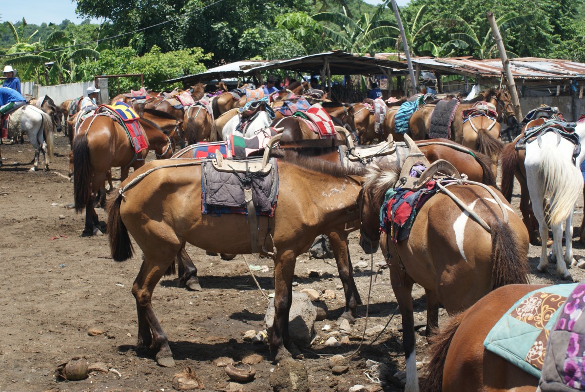 Tagaytay horses