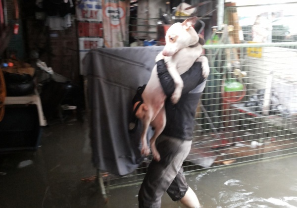 PETA Helps Animals in Flooded Philippine Capital
