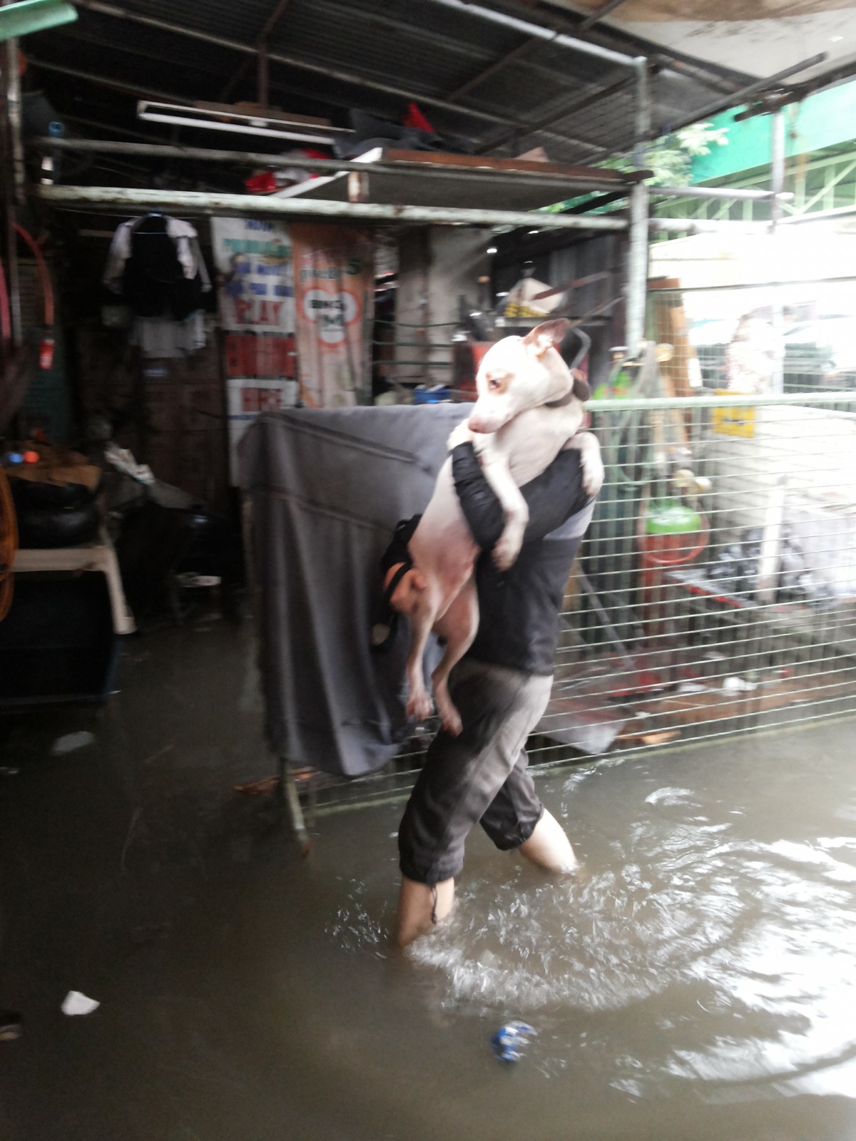 Dog in Philippines floods
