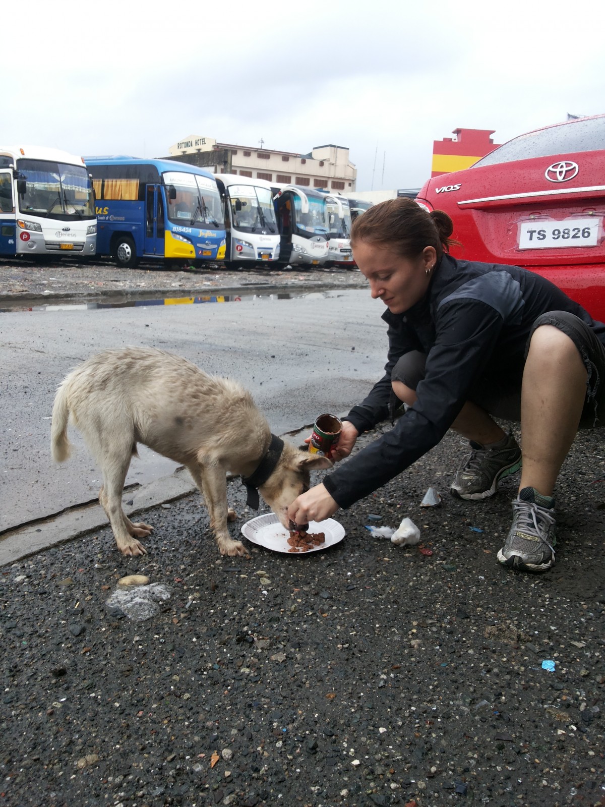 Dog in Philippines floods