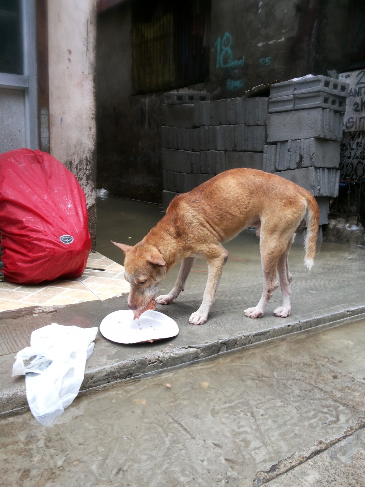 Dog in Philippines floods