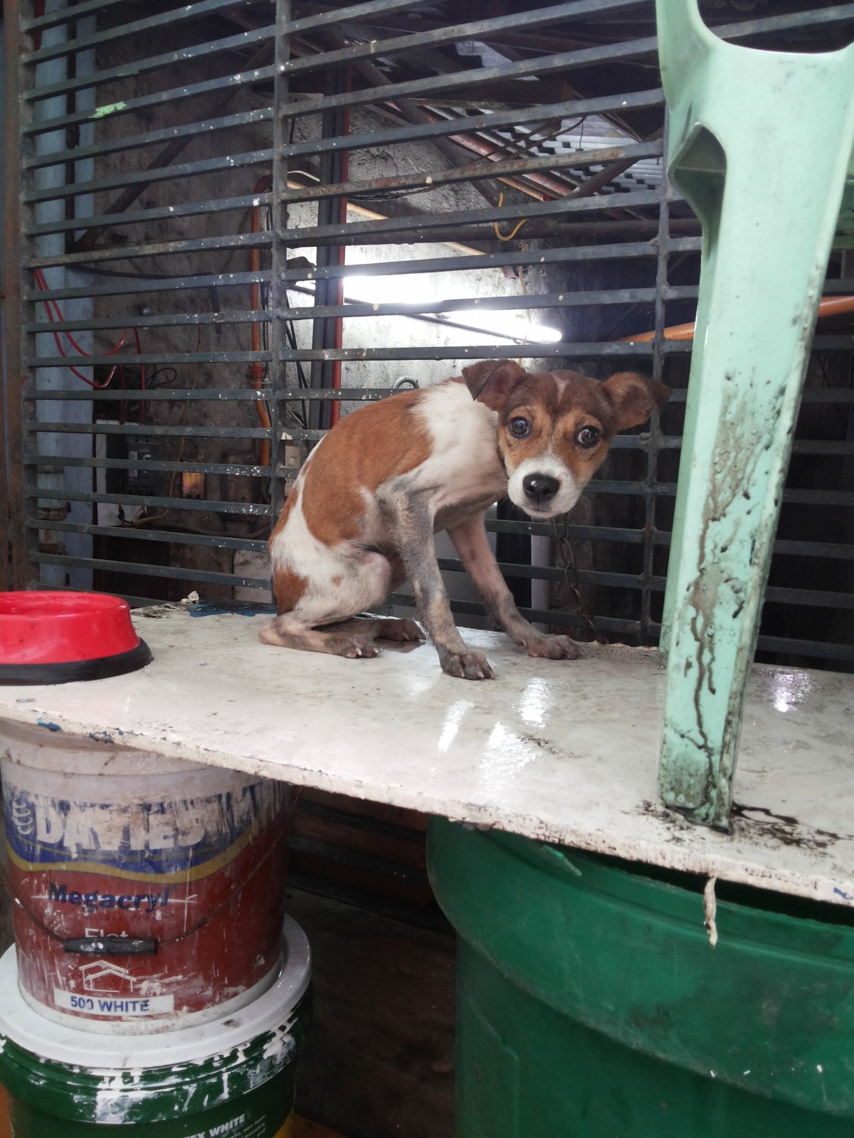 Dog in Philippines floods