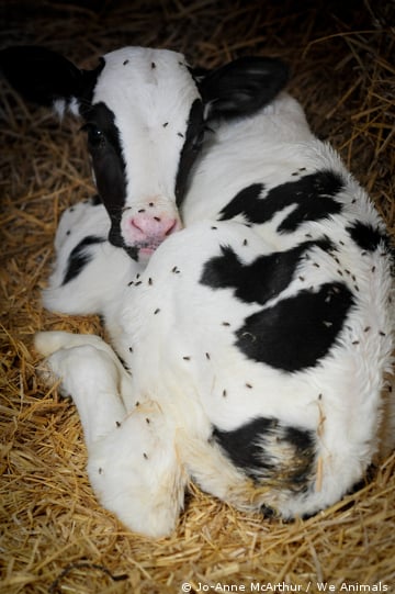 veal calf covered in flies