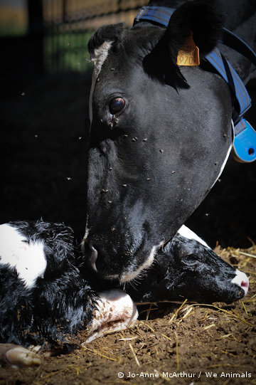 mother and baby cow