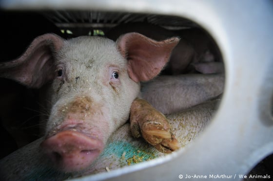 pig on slaughterhouse-bound truck