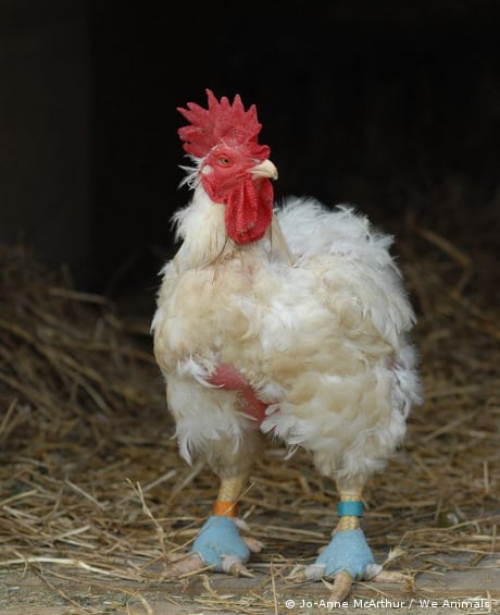 chicken rescued during hurricane katrina