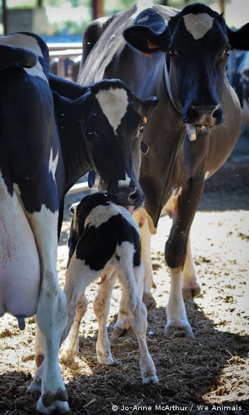 baby with herd of cows