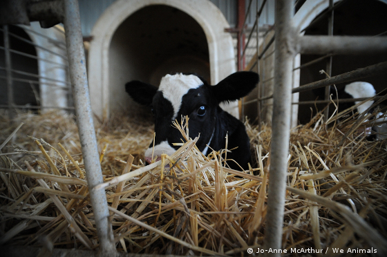 veal calf pen