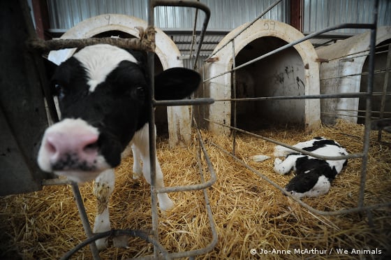 dead calf in veal pen