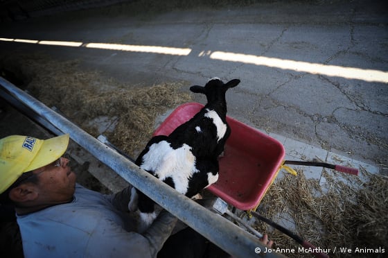 veal calf in wheelbarrow 