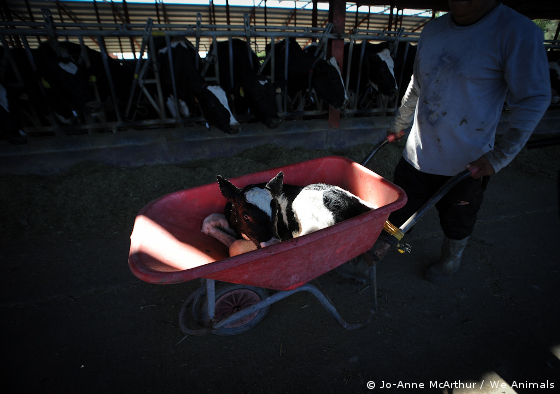 veal calf who cannot walk
