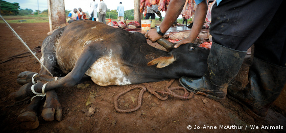 cow destined for slaughter
