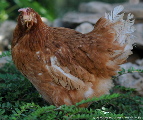 rescued hen