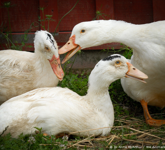 ducks and geese for foie gras