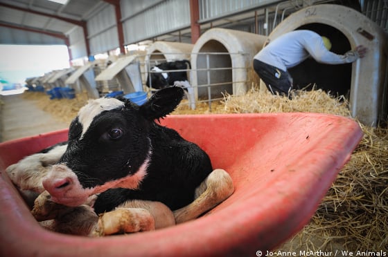 calf lying in wheelbarrow